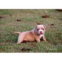 ราคา ขายลูกบูลลี่เพศเมีย สวยๆคุณภาพดี (360923713)