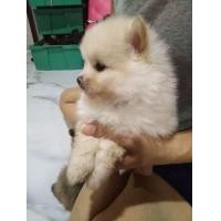 ราคา ขายหมาปอมหน้าหมีตัวผู้​ สีครีม​ (360920840)