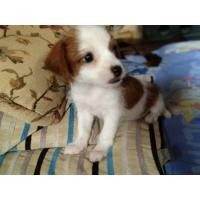 ราคา ลูกสุนัขพันธุ์ชิวาวาผสมชิสุ (360920647)