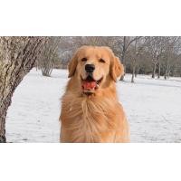 ราคา ตามหาโกลเด้นสีแบบนี้ (360886522)