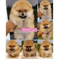 ราคา ปอมหน้าหมีทีคัพ (360920522)