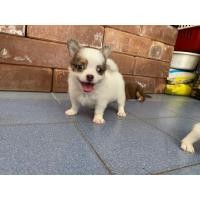 ราคา หมาพันธุ์ชิวาวา (360919838)