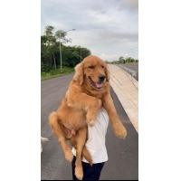 ราคา โกเด้นเพศผู้หาแฟน golden oversize (360919928)