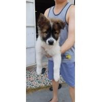 ราคา บางแก้วแท้ สาวน้อยตัวสุดท้าย (360791827)