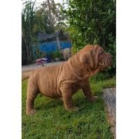 ราคา ลูกสุนัขพิทบูล (360887111)