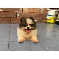 ราคา หมาพันธุ์ปอม (360919795)