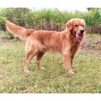 ราคา เปิดรับผสมพันธุ์โกลเด้นรีทรีฟเวอร์ (359455609)