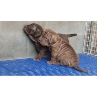 ราคา สุนัขพิทบูล เพศผู้สีช๊อค (360916172)