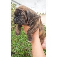 ราคา ลูกสุนัขพิทบูลเพศเมีย ลายเสือดำ (360916286)