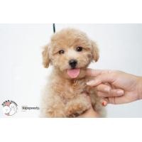 ราคา พุดเดิ้ล (360884878)