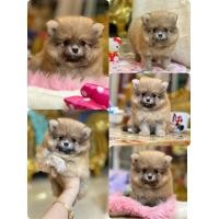 ราคา ฟาร์มปอม ปอมหน้าหมี ปอมแท้ขนแน่น สุขภาพดีขายลูกสุนัข ปอมทีคัพ น่ารัก อารมณ์ดี (360883660)