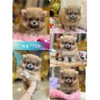 ราคา ฟาร์มปอม ปอมหน้าหมี ปอมแท้ขนแน่น สุขภาพดีขายลูกสุนัข ปอมทีคัพ น่ารัก อารมณ์ดี (360883676)