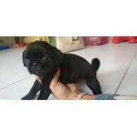 ราคา ลูกหมาปั๊ก (360915256)