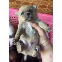 ราคา ปอมผสมชิวาว้า (360914639)