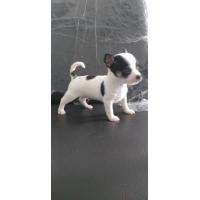 ราคา ขนสั้นชิวาวา (360882770)