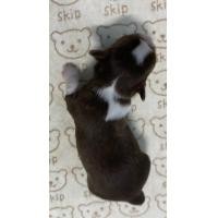 ราคา ชิวาวาขนยาว (360913523)