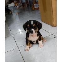 ราคา บีเกิ้ล (360881483)