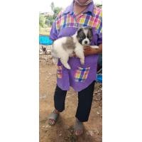 ราคา บางแก้วแท้ ขนดีขนดีสุดๆ ตัวผู้ (360882309)