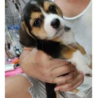 ราคา บีเกิ้ล (360881407)