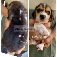 ราคา ลูกบีเกิ้ล (360881237)