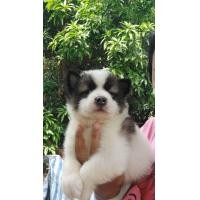 ราคา บางแก้วแท้ ผู้ ขาว เทาใหญ่ๆมีใบเพ็ด พร้อมวัคซีน (360882288)