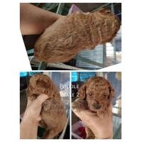 ราคา ลูกพุดเดิ้ลทอย (360881171)