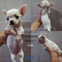 ราคา ลูกชิวาวาขนสั้น (360880948)