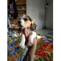 ราคา บีเกิ้ลแท้ มาคนสวยๆ (360880821)