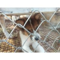 ราคา สุนัขพันธุ์บางแก้ว (360913383)