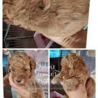 ราคา ลูกพุดเดิ้ลทอย (360880721)