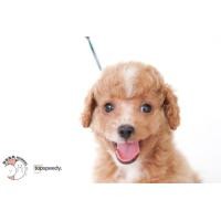 ราคา พุดเดิ้ล (360911991)