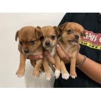 ราคา ชิวาว่า ขนสั้น (360911538)