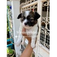 ราคา ชิวาว่า ขนยาว (360911493)