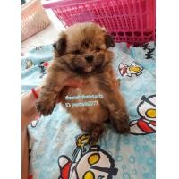 ราคา น้องปอมผสมชิวาวา (360877715)