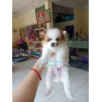 ราคา น้องชิวาวาขนยาว (360877695)