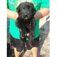 ราคา โกเด้นผสมลาบ​ราดอร์​ (360877649)