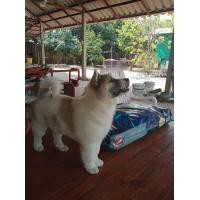 ราคา บางแก้ว (360879269)