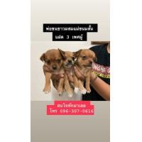 ราคา ชิวาว่า ขนสั้น (360907956)