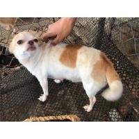 ราคา ปล่อยแม่พันธ์ชิวาว่าขนสั้นอายุ3ปี (360877541)