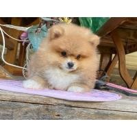 ราคา ฟาร์มปอม ปอมหน้าหมี ปอมแท้ขนแน่น สุขภาพดีขายลูกสุนัข ปอมทีคัพ น่ารัก อารมณ์ดี 0841114554-0865553443 (360905706)