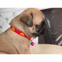 ราคา หมาปั๊กแท้ (360905100)