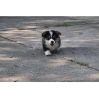 ราคา corgi คอร์กี้ (360904434)