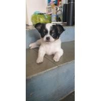 ราคา ชิวาว่าขนยาวแท้ (360904985)