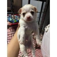 ราคา ชิวาว่า (360918654)