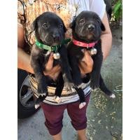 ราคา ขายลูกผสมลาบาดอผสมโกเด้นตัวเมีย2ตัวจัดส่ง (360918793)