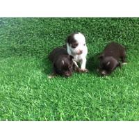 ราคา ชิวาว่าขนสั้น (360873363)