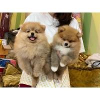 ราคา ฟาร์มปอม ขายลูกสุนัข ปอมหน้าหมี ปอมทีคัพ อารมณ์ดี การันตีสุขภาพ (360872783)