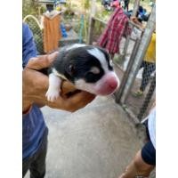 ราคา ลูกไซบีเรียนแท้ สแตนดาร์ด (360871490)