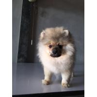 ราคา หมาปอมหน้าหมีอายุ3เดือน ขนหนาขาวดำนิด ขี้เล่น (360905194)