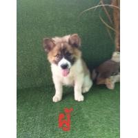 ราคา บางแก้วแท้พร้อมใบพันธ์ประว้ติ (360903141)